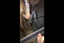 Just came on my mirror amp licked it up Swipe right to see the cumshot 5 – with Ethan_Pr