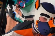 Dog Training – Thaly, Snow